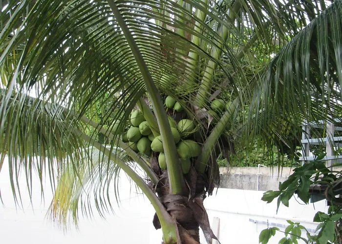 Blue Coconut Cancun Hotel